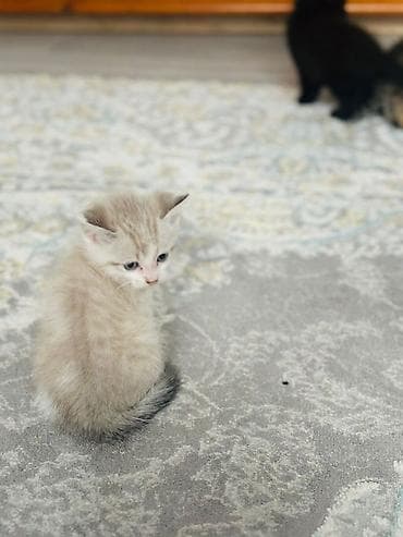 Мышыктар: Отдадим в добрые руки котят — 3