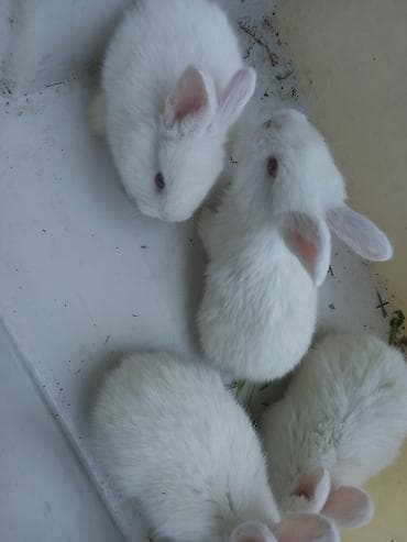 кок талаа: Белые крольчата - Порода/тип: декоративные белые кролики с короткой — 2