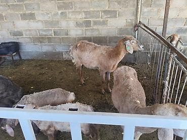 продажа домашних животных: Продаю | Ягненок | Арашан | Для разведения | Матка — 1