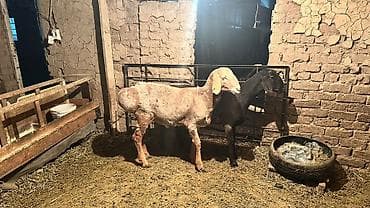 порода комару: Продаю | Овца (самка) | Для разведения | Племенные — 2