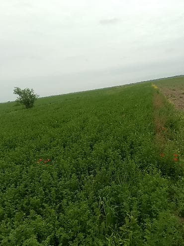 тюки клевер куплю: Кара-Балта шаарынын, Эрктүү айылынан 2 гектар 4 соттук айдоо жер — 4