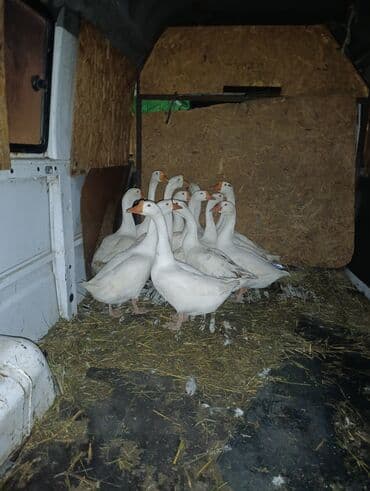 Собаки: Гуси крупные — 2