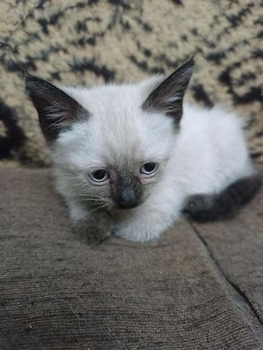 Кошки: Котята, мальчики и девочки. - Возраст: примерно 1,5–2 месяца. - — 2