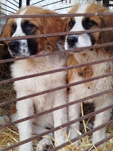 где можно купить йоркширского терьера: Порода: московская сторожевая Описание: - Крупные, мощные собаки с — 3