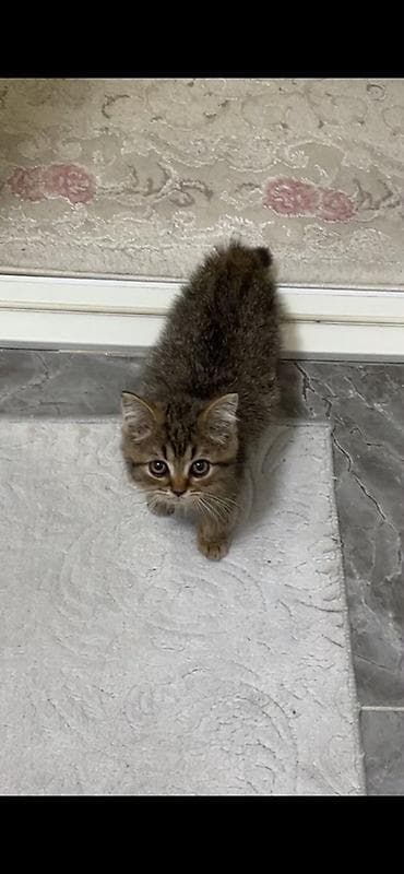 үй жаныбарлар: Пушистый котёнок табби (короткохвостый тип бобтейл Девочка, 2 месяца — 2