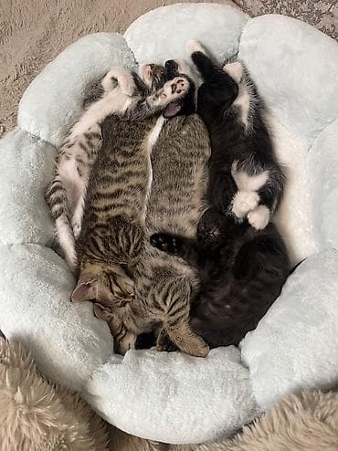 Кошки: Кошка даром: Беспородная, 2 месяца, Мальчик, Приучена к лотку — 9
