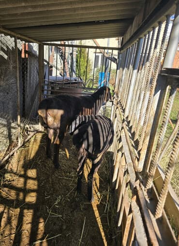 переноска животных: Продаю | Овца (самка) | Для разведения | Матка — 1