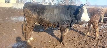 Кемирүүчүлөр: Сатам | Бука (эркек) — 7