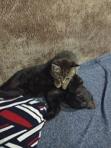 купить вислоухого котенка: Котёнок с чёрно-белым окрасом, отличающийся игривым характером. У него — 8