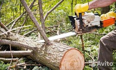 официант в ночную смену: Спил деревьев!! Любой сложности!! — 12
