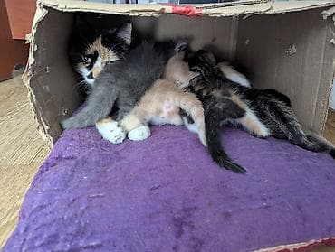 Котята от домашней кошки - 4 котят: есть трёхцветные