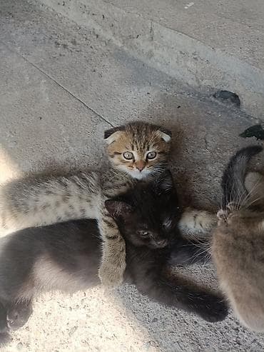 только голуби: Шотландские котята (скоттиш‑фолд и скоттиш‑страйт) - Помёт из — 1