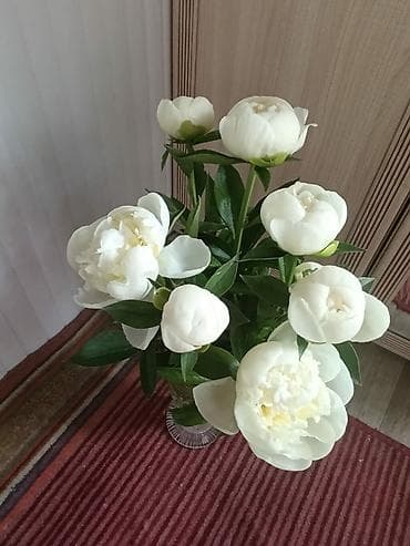 торф для цветов: Пионы белые, со своего сада, для букетов. цена от 100с/шт — 2