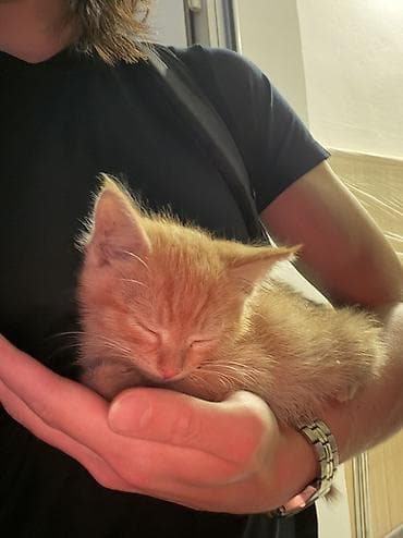 кошка каракол: Породасыз, 2 айлык, Ургаачы, Кызгыл сары — 2