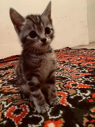 Продажа кошек: Беспородная, 2 месяца, Девочка, Серый — 3