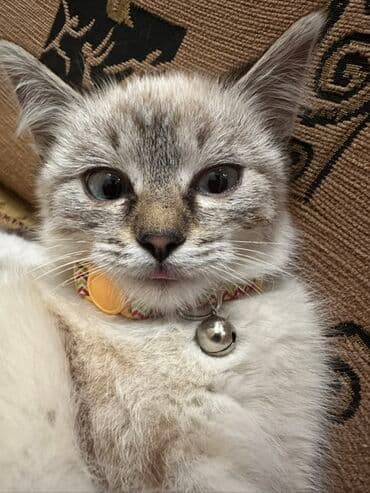 в добрые руки кошки: 4 месяца, Девочка, Приучена к лотку — 6