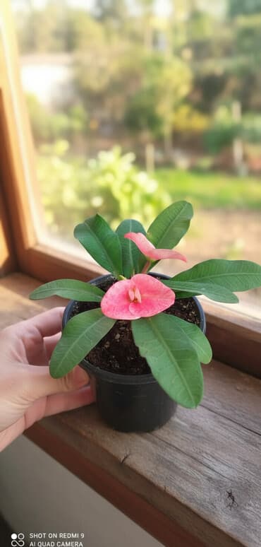 кактус эхинопсис: Тайский молочай крупноцветковый(начало роспуска бутона,далее будет — 1