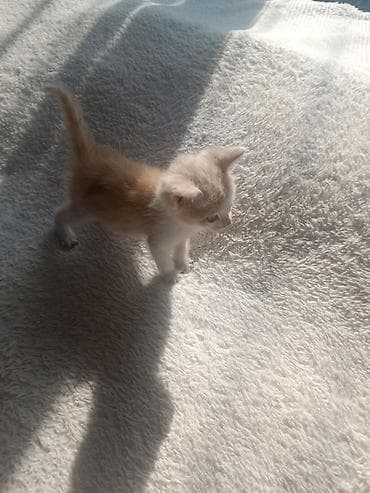 Котёнок-рыжик с белыми отметинами - Возраст: маленький котёнок (на