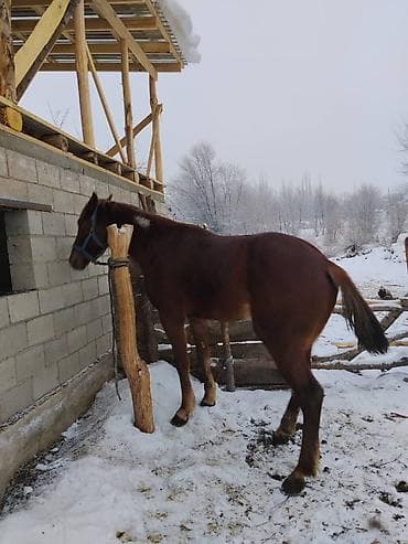 сиамская вислоухая кошка: Продаю | Конь (самец) | Полукровка | Рабочий | Мерин — 3
