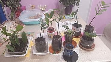 черный замиокулькас: Замиокулькас (долларовое дерево) — укоренённые черенки и молодые — 1