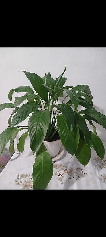 bed: Спатифиллум (Spathiphyllum) в горшке. - Домашнее — 2