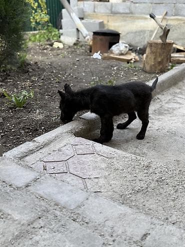 Восточноевропейская овчарка, 2 месяца, Самец, С прививкой, С родословной