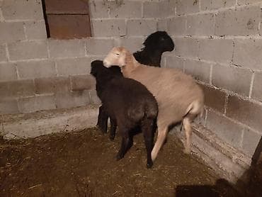 козу баран: Продаю | Овца (самка) | Для разведения | Матка — 5