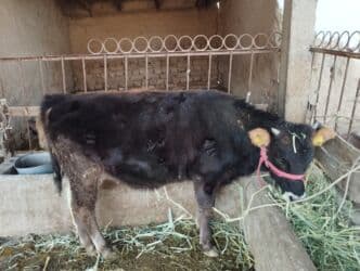 купить рабочую охотничью собаку: Продаю | Музоо, торпок | На откорм — 6