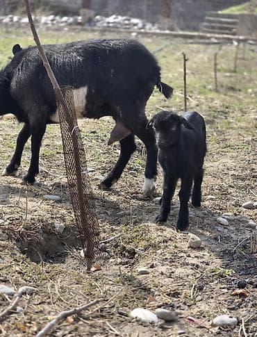 С/х животные и товары: Продаю | Коза (самка) | Для разведения — 3