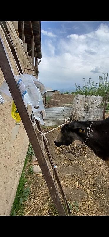 Услуги ветеринара: 🐄 VetProKg ✔️ Тажрыйбалуу адис ✔️ Чакыруу менен чыгуу ✔️ — 10