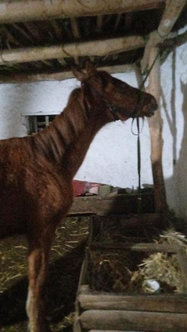 ремонт батареи отопления бишкек: Аккумуляторы — 2