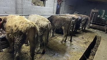 мышык сатылат: Сатам | Бука (эркек) | Бордоп семиртүү үчүн | Байланган — 4