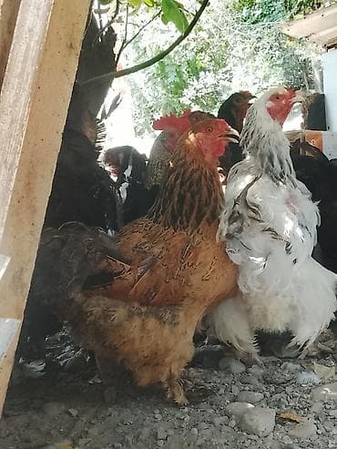 квочка брама: Продаю | Куры | Брама | Для разведения — 9