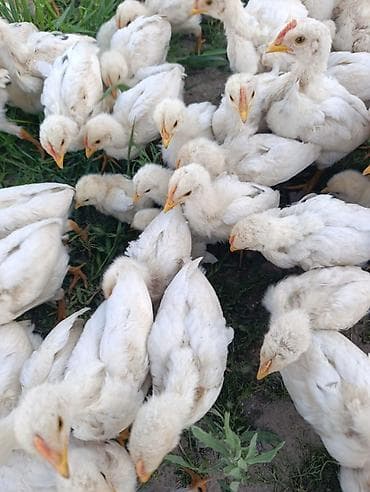 шерсть мериноса: Продаю | Цыплята | Хай-Лайн Соня Грей | На забой — 2