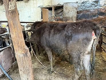 продаю осёл: Продаю | Бык (самец), Тёлка | Для разведения | Привязанные — 6