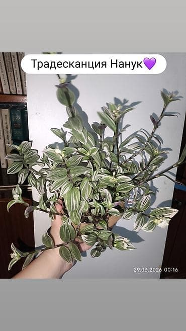 сингониумы: Продаю комнатные растения, цветы Пассифлора Бегония крылья ангела — 4