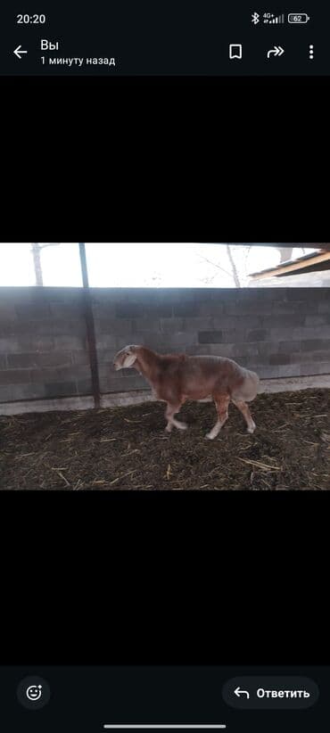 продам бу оборудование для птицефабрики: Продаю | Баран (самец) | Для разведения | Осеменитель — 2