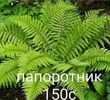 цветы комнатные в бишкеке: Весна, самое время сажать. Продаю уличные и комнатные растения. Все — 10