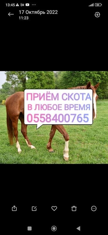 Иттер: Сатып алам | Уйлар, букалар, Жылкылар, аттар, Башка а/ч жаныбарлары | Күнү-түнү, Бардык шартта, Союлган — 1