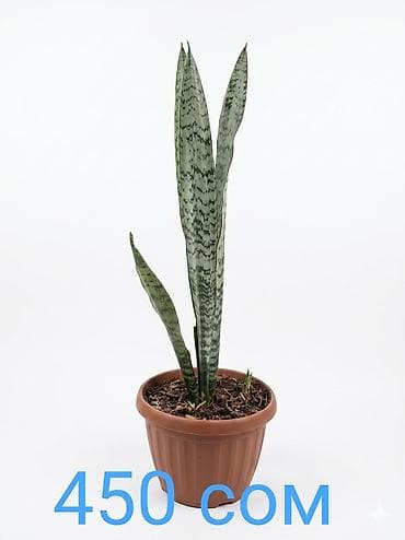 Комнатные растения в горшках. - Сансевиерия (щучий хвост) —