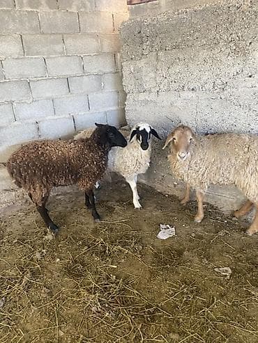 Үй жаныбарлары үчүн товарлар: Сатам | Ургаачы кой (ургаачы) | Аргын | Көбөйтүү үчүн | Токту — 1