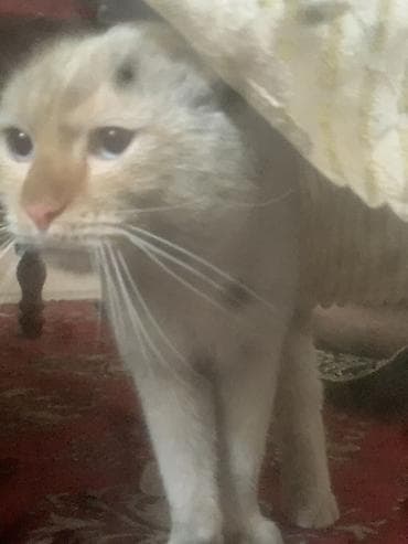 шотландская веслоухая кошка: Кот шотландский вислоухий, кремово-бежевый окрас. Крупная округлая — 2