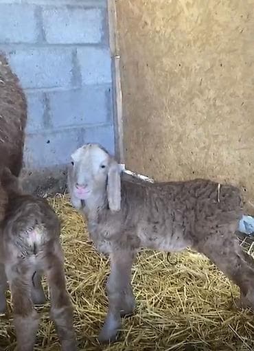 котята каракол: Продаю | Овца (самка), Ягненок, Баран (самец) | Арашан | Для разведения | Племенные — 7