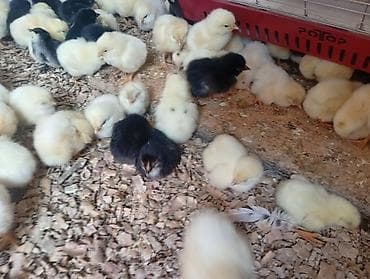 мясо кролик: Продаю | Цыплята | Бройлерная | На забой — 7