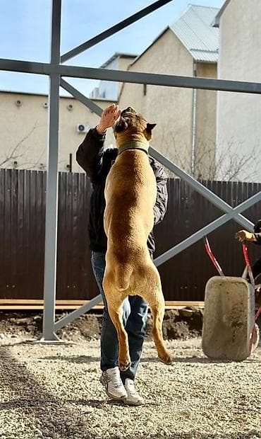 аргентинский дог: Вязка собак ЭРКЕК МУЖИК — 6