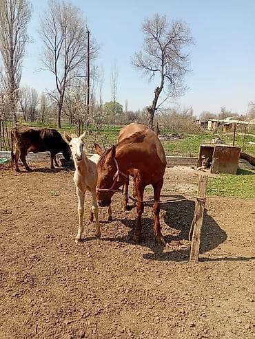 собака беловодск: Продаю | Кобыла (самка) | Для разведения — 2