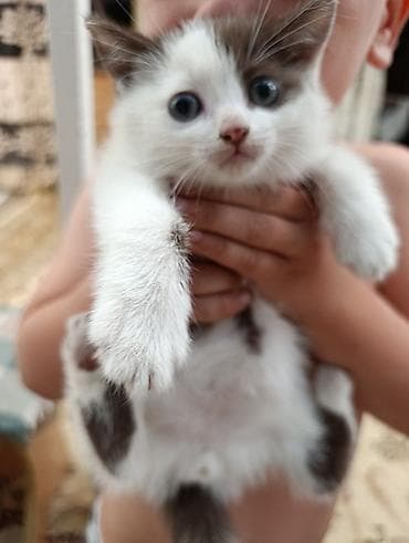 дом для кош: Котята, домашние, ручные. - Окрас: - Бело-серый: белая шёрстка с — 2