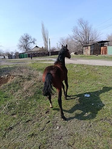 Баран, овца: Продаю | Жеребец | Для разведения | Племенные — 9