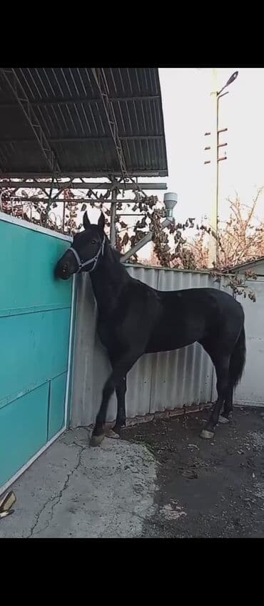 Грызуны: Продаю | Кобыла (самка) | Конный спорт — 5