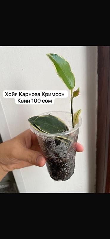 антуриум: Распродажа комнатных растений -Эпипремнум пересажен,адаптирован — 7